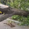 Қарағандыда ауладағы ағаш көліктің үстіне құлады: тұрғындар наразы
