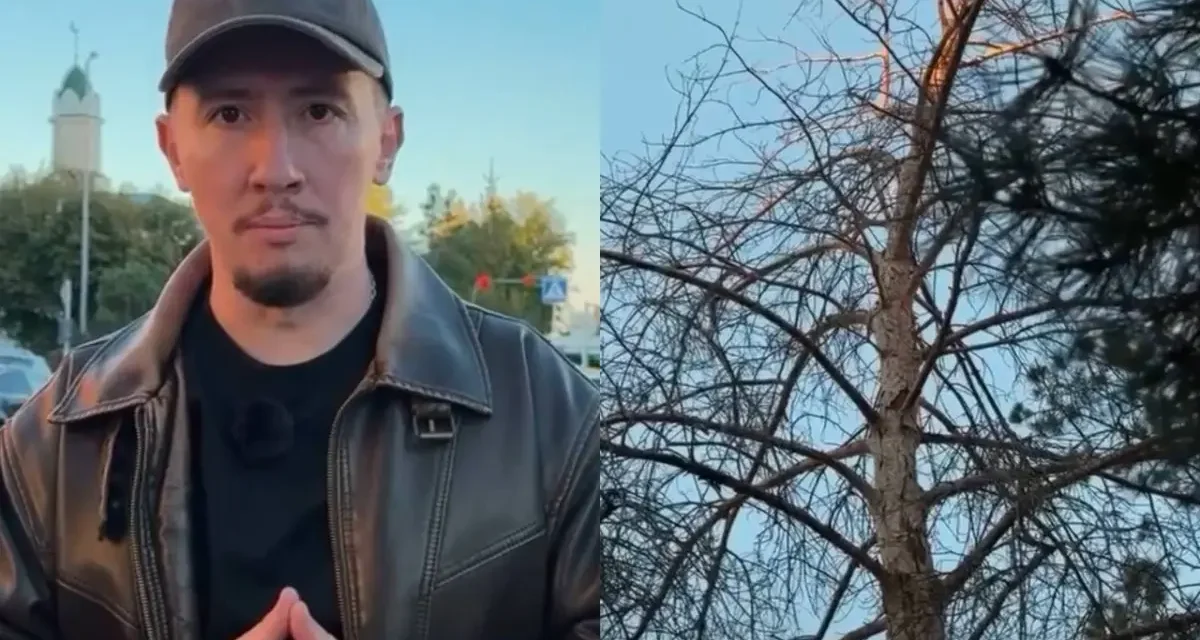 Қостанайдың қақ ортасында ағаштар қурап жатыр: әкімдік неге үнсіз?