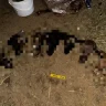 Жамбыл облысында ұрылар 400-ге жуық малды айдап кеткен