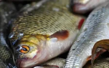 Ақтауда балықтан уланған баланың қаза табуы: тергеу мәліметтері жарияланды