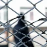 АҚШ-та 76 жастағы әйел бұрынғы күйеуі мен оның сүйіктісін атып өлтірді