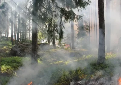 Қазақстанда үш орман өрті тіркеліп, барлығы сөндірілді
