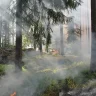 Қазақстанда үш орман өрті тіркеліп, барлығы сөндірілді