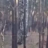 «Бурабайды бөліп алды ма?»: Орманды қоршап, құрылыс бастағандар халықтың ашуын тудырды