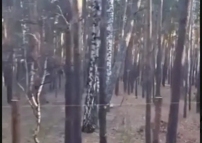 «Бурабайды бөліп алды ма?»: Орманды қоршап, құрылыс бастағандар халықтың ашуын тудырды